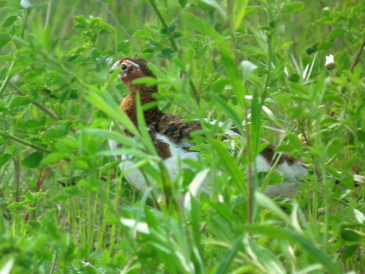 Willow Ptarmigan - ML30779871