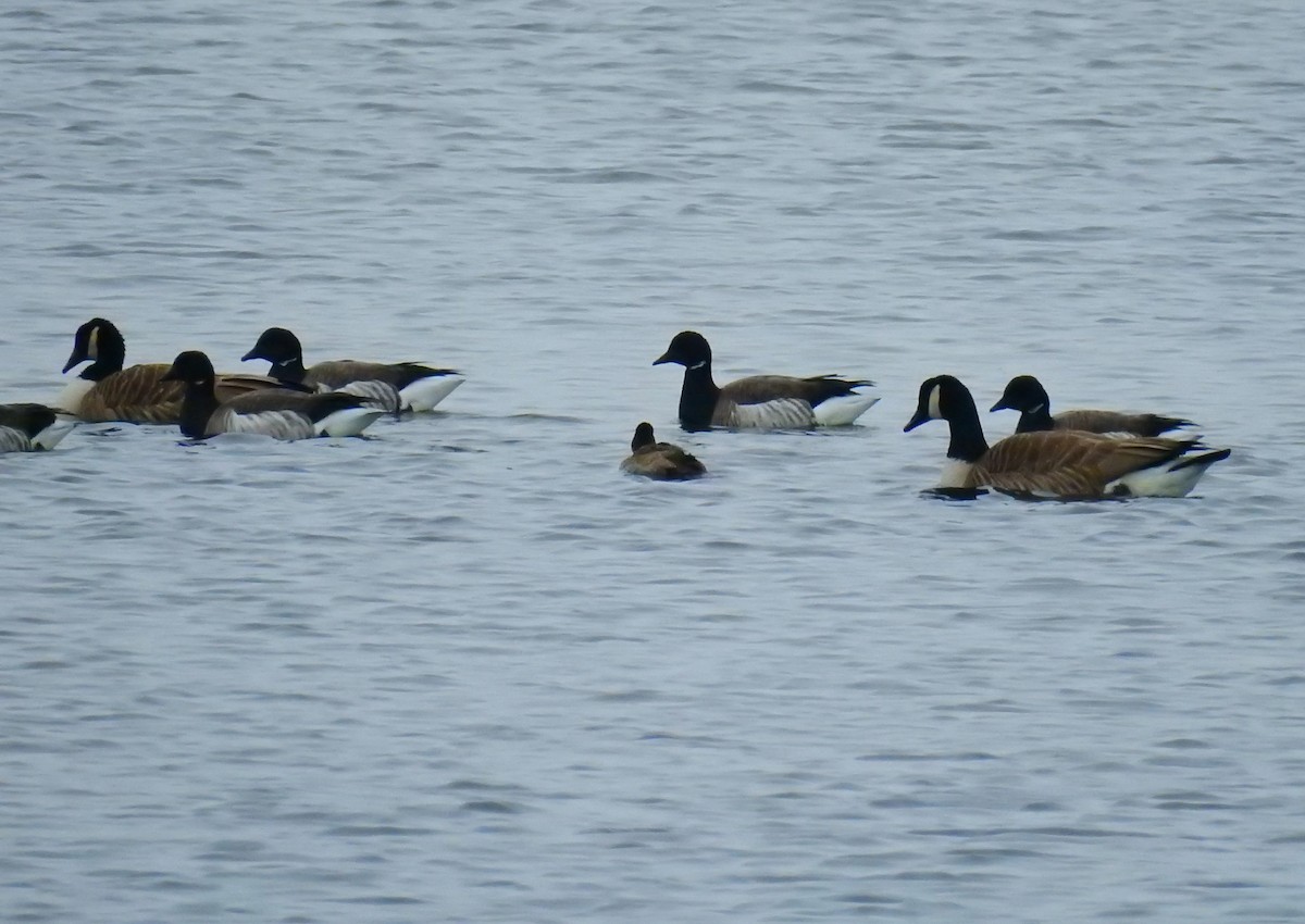 Canada Goose - ML307798731