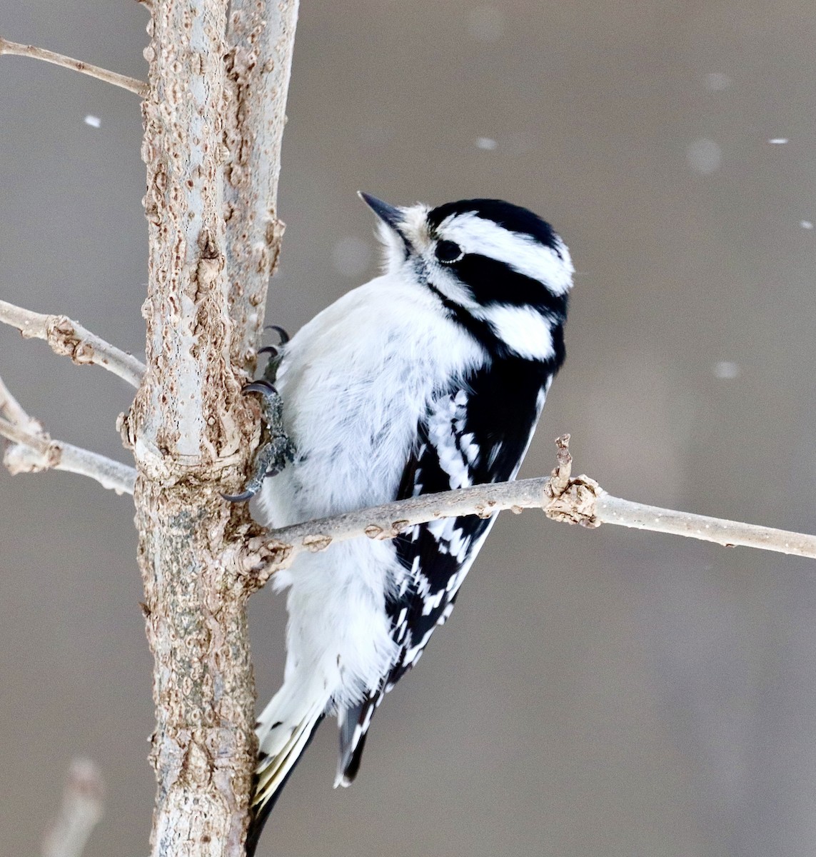 Downy Woodpecker - ML307799361