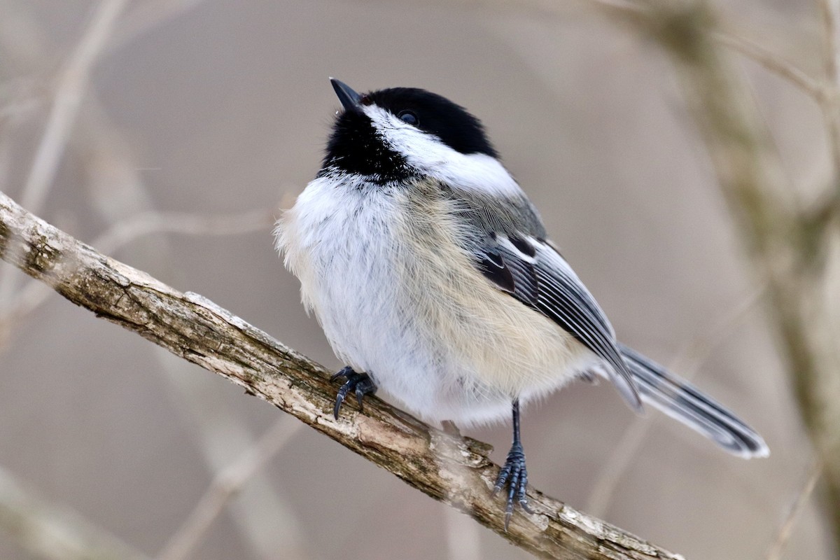 Black-capped Chickadee - ML307800171