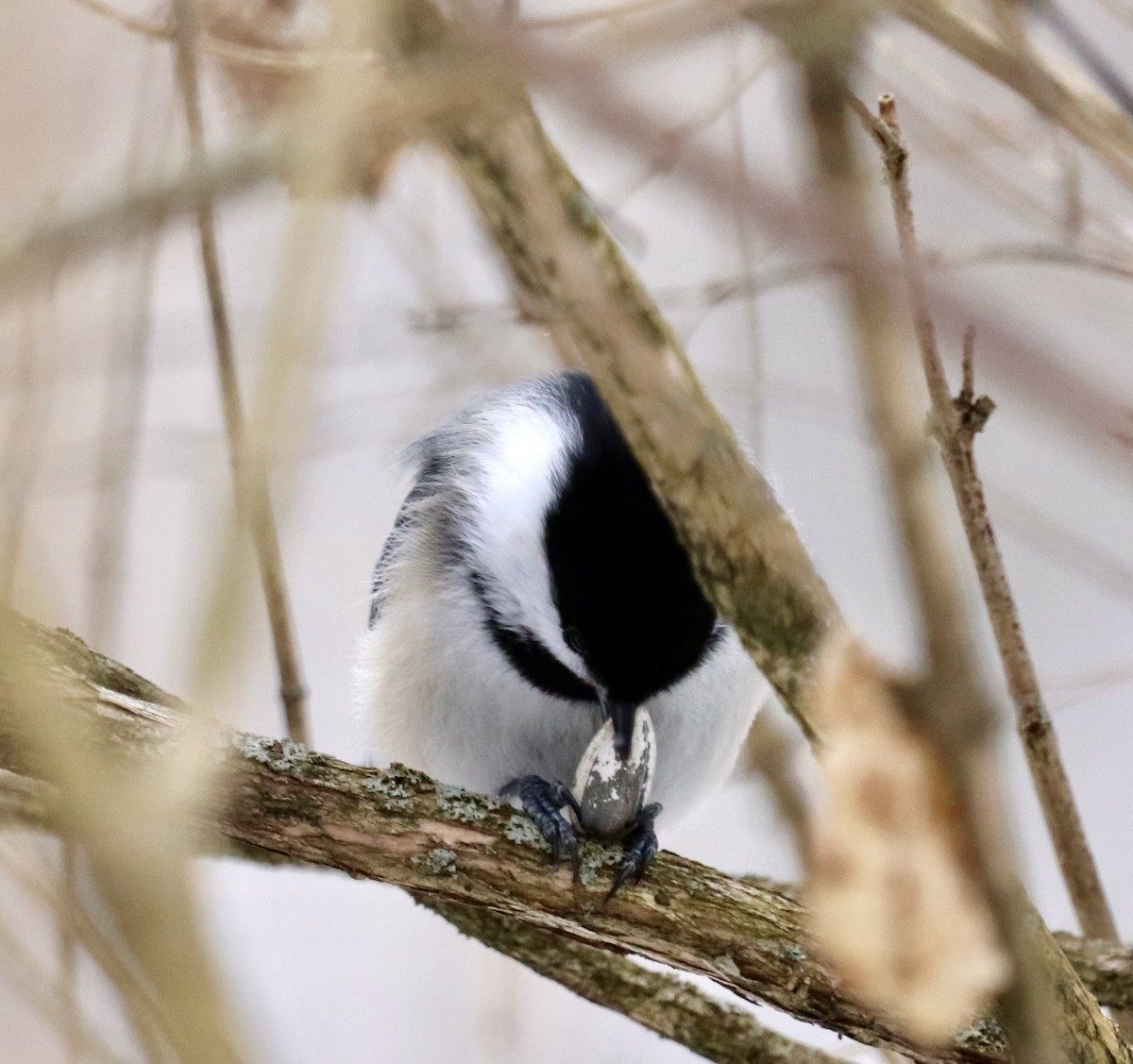 Black-capped Chickadee - ML307801051