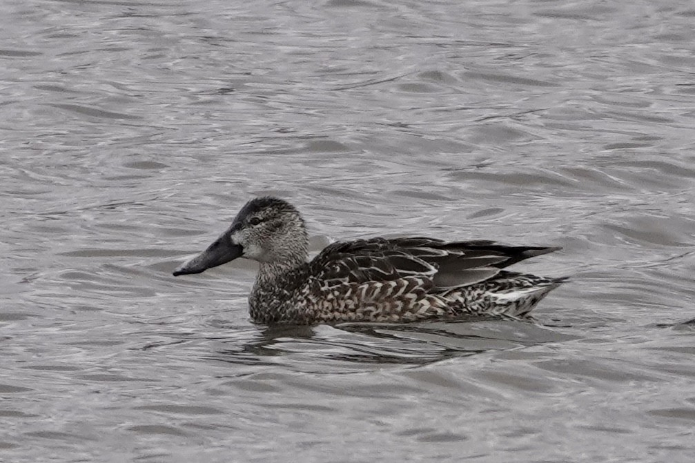 Blue-winged Teal x Northern Shoveler (hybrid) - H.M. Hofling