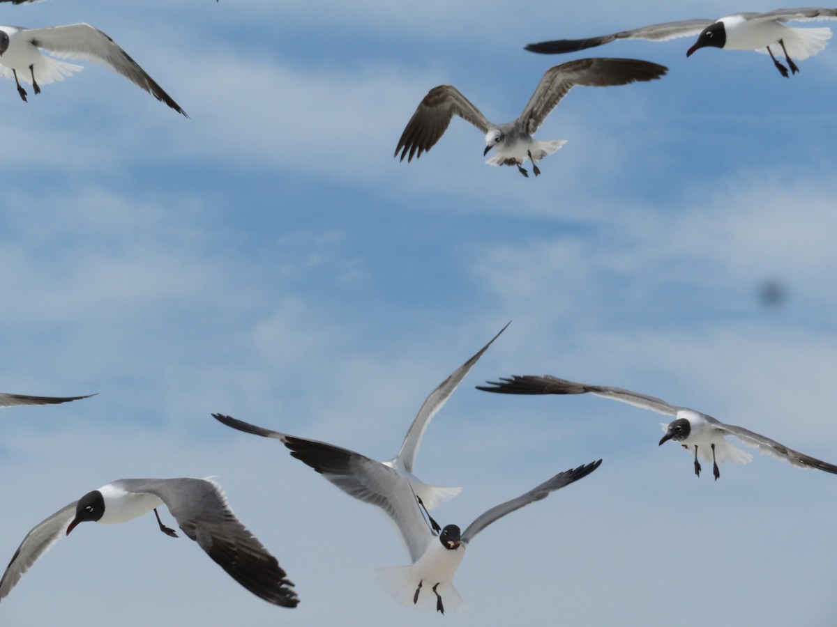 Mouette atricille - ML307802231