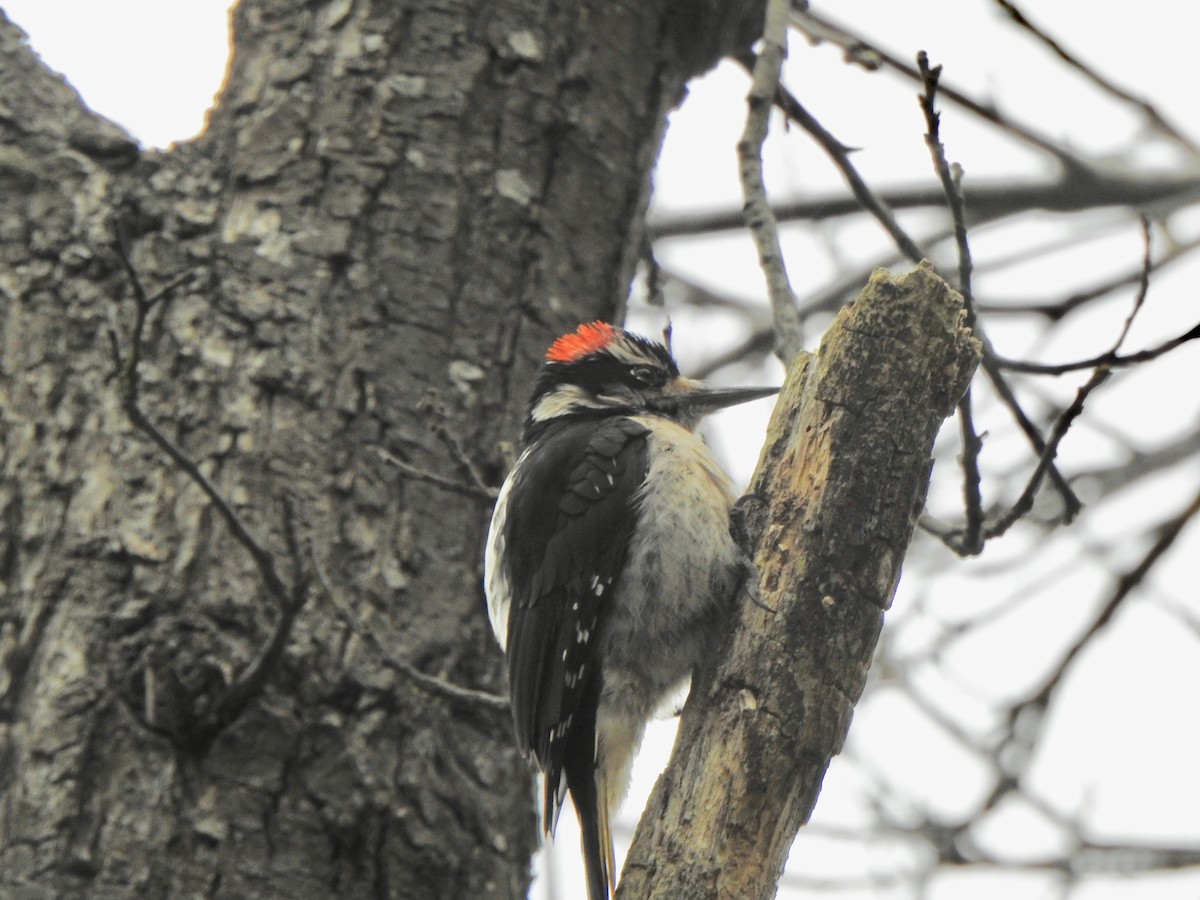 Hairy Woodpecker - ML307802701