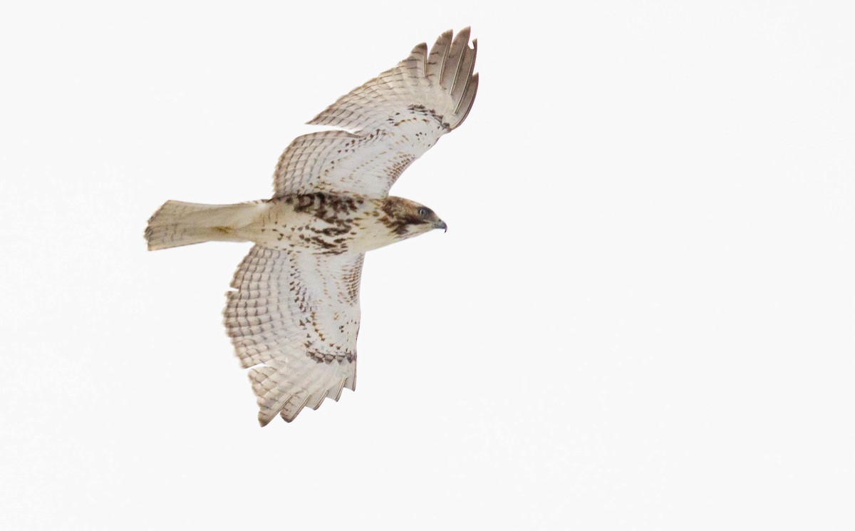 Red-tailed Hawk - ML307802821