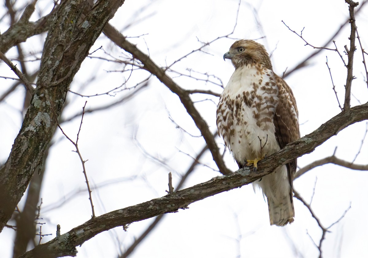 Red-tailed Hawk - ML307802841