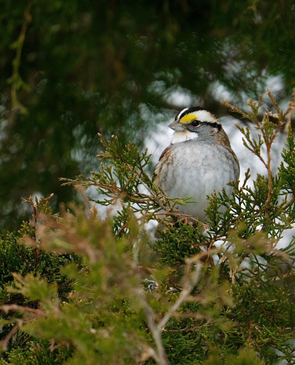 White-throated Sparrow - ML307803091