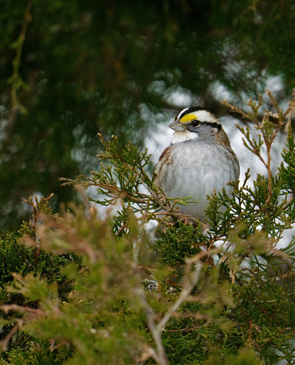 White-throated Sparrow - ML307803091