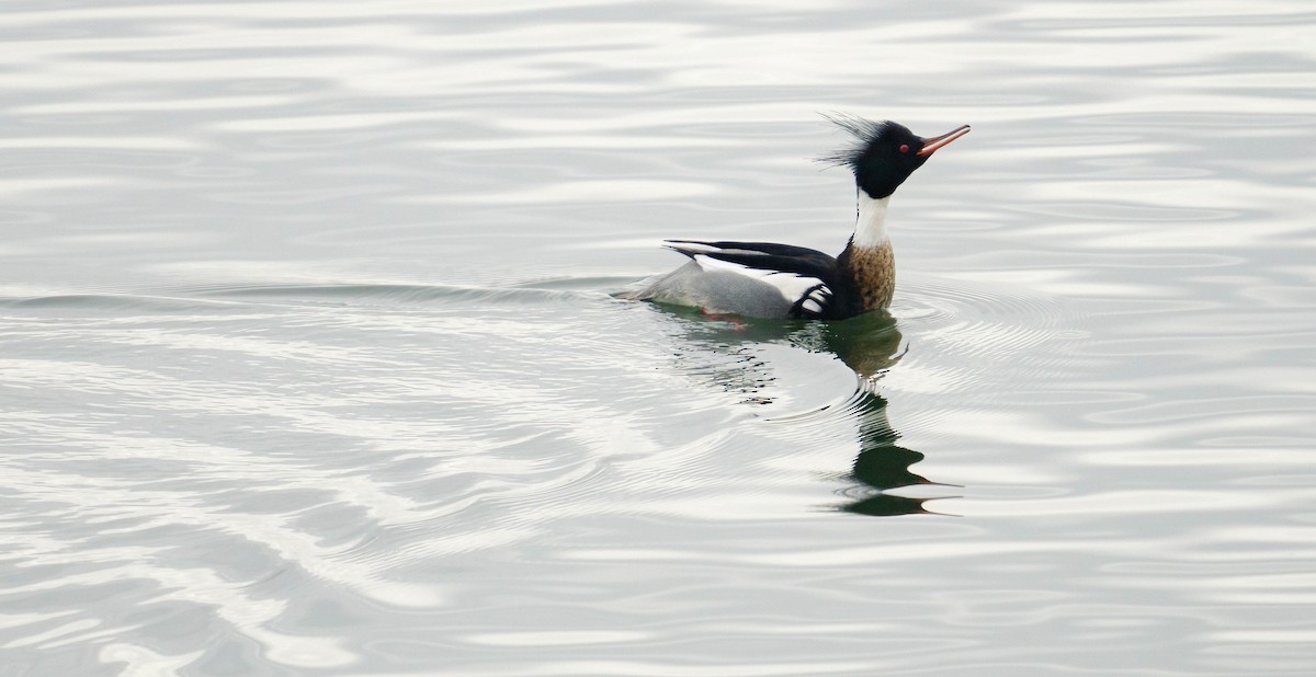 Red-breasted Merganser - ML307803151