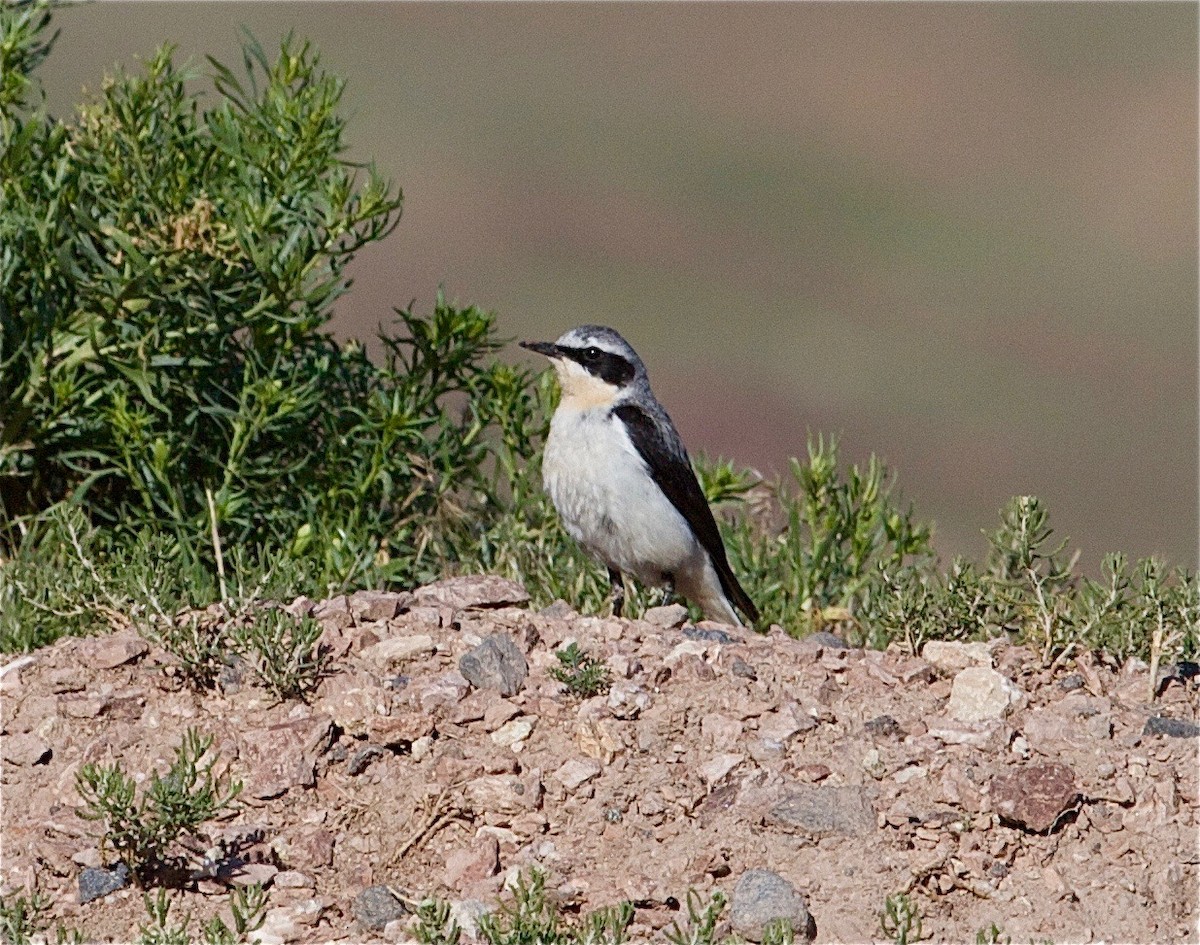 Northern Wheatear - ML30780391