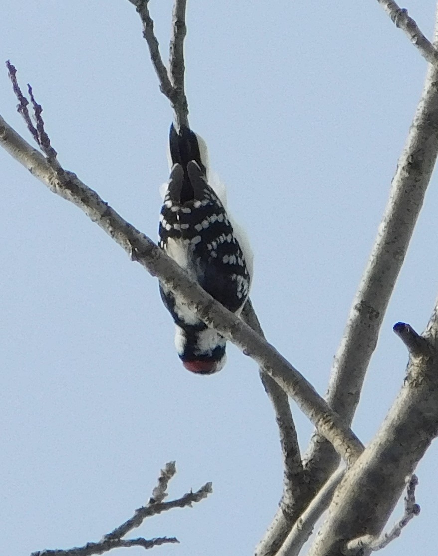 Downy Woodpecker - ML307804051