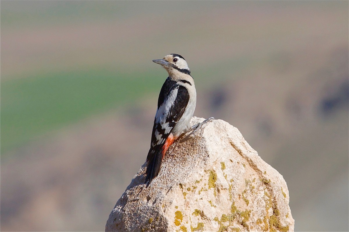 Syrian Woodpecker - ML30780411