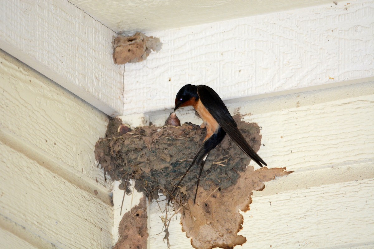 Barn Swallow - ML30780661