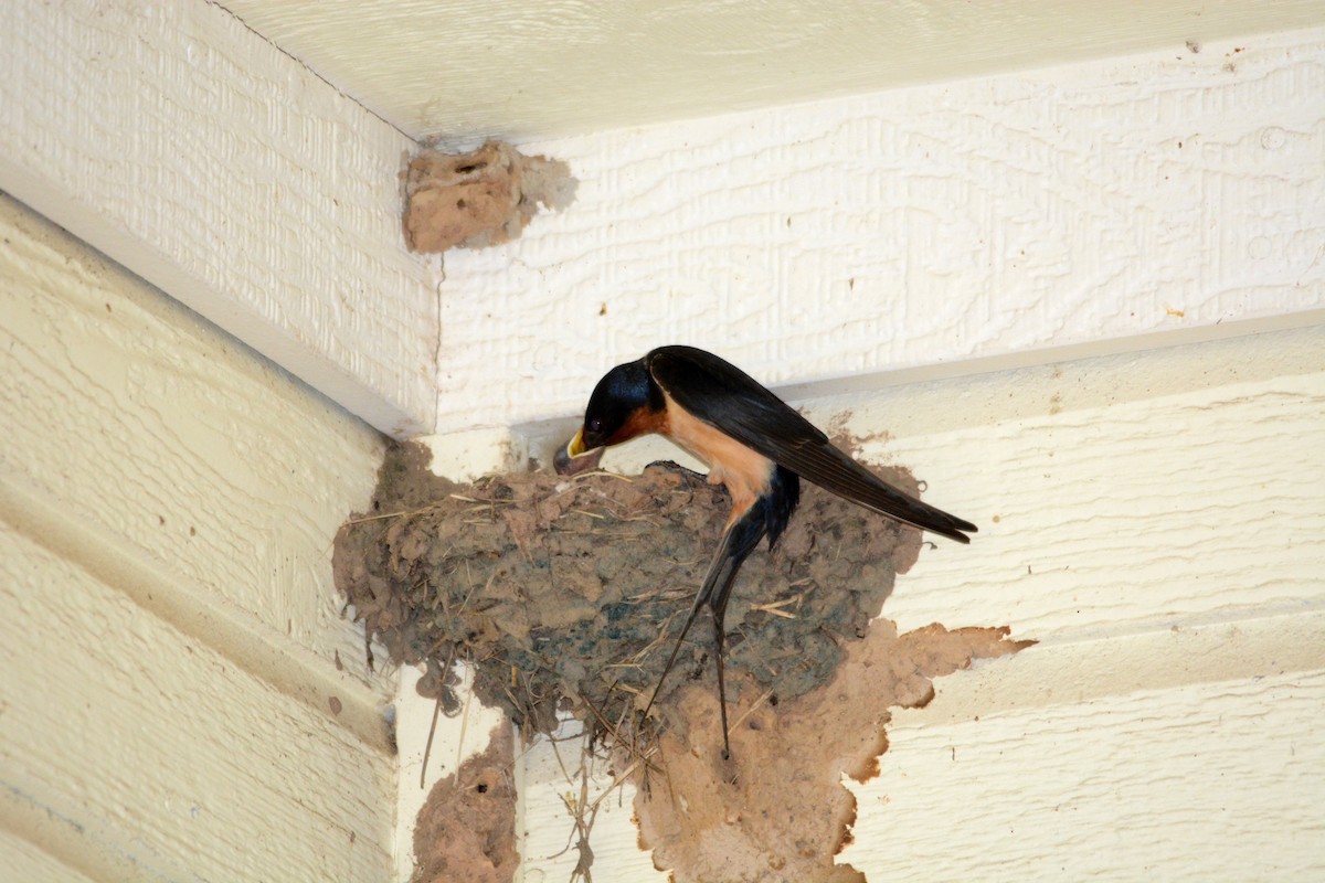 Barn Swallow - ML30780681