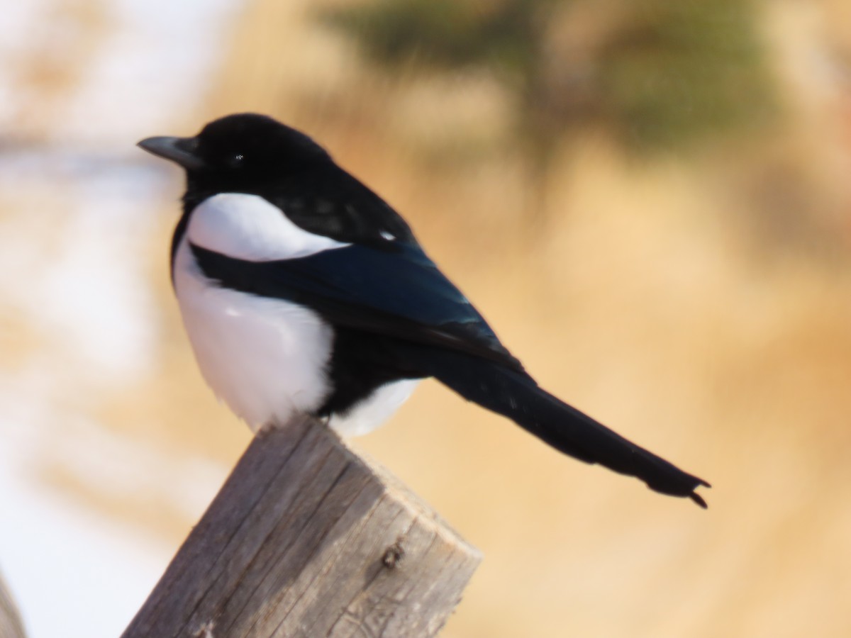 Black-billed Magpie - ML307806911