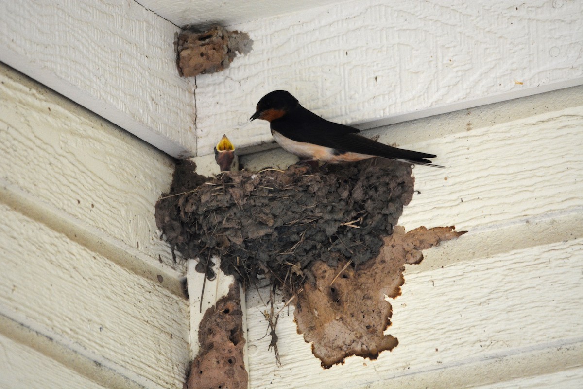 Barn Swallow - ML30780701