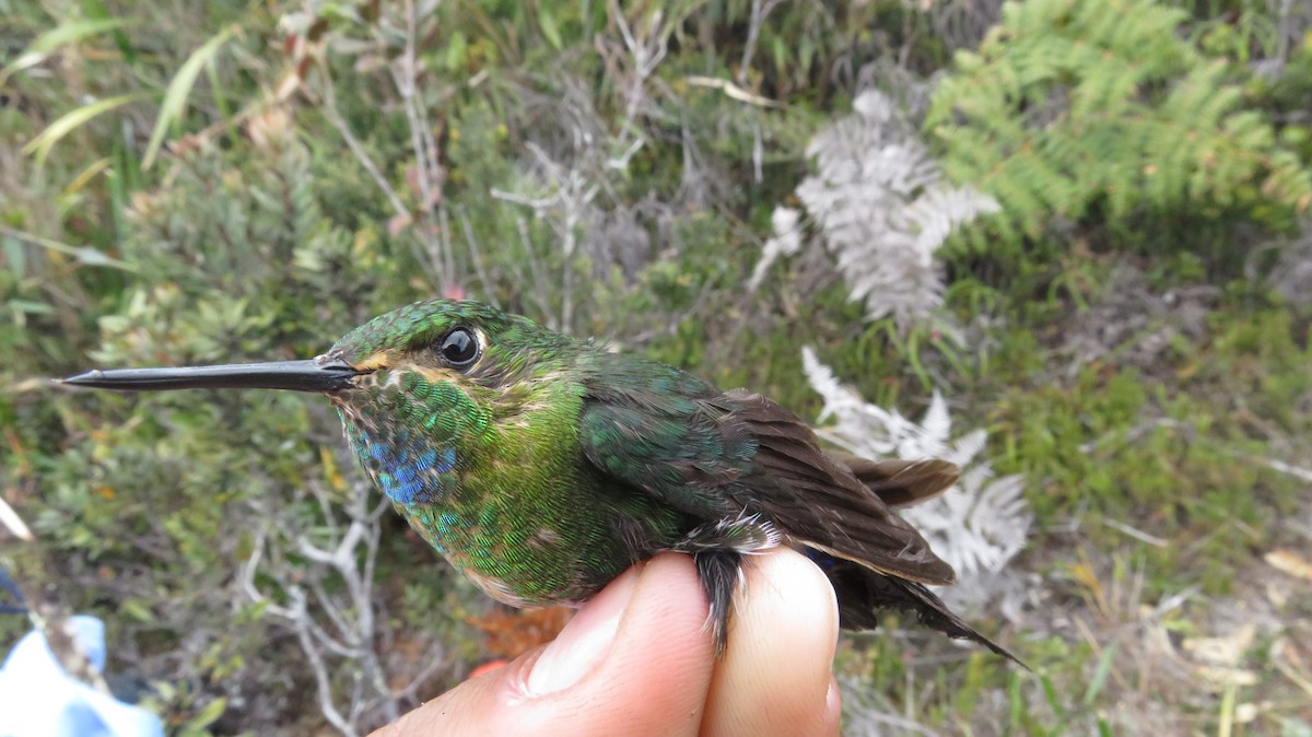 Gorgeted Puffleg - Fundación Ecohabitats