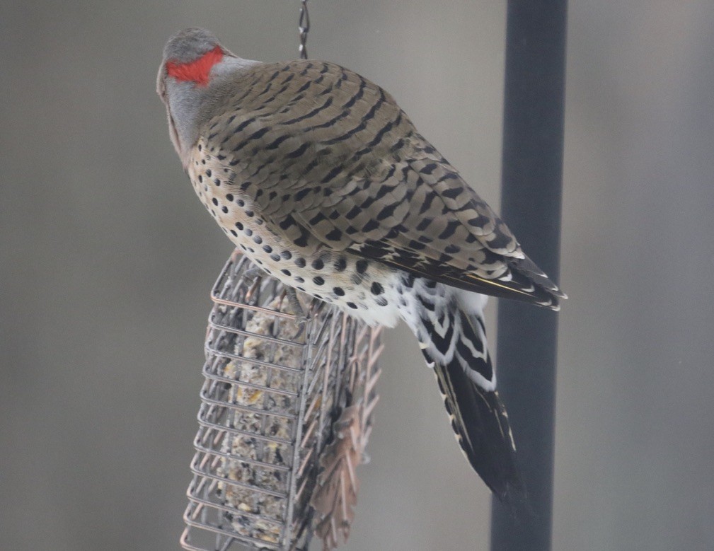 Northern Flicker - ML307808141