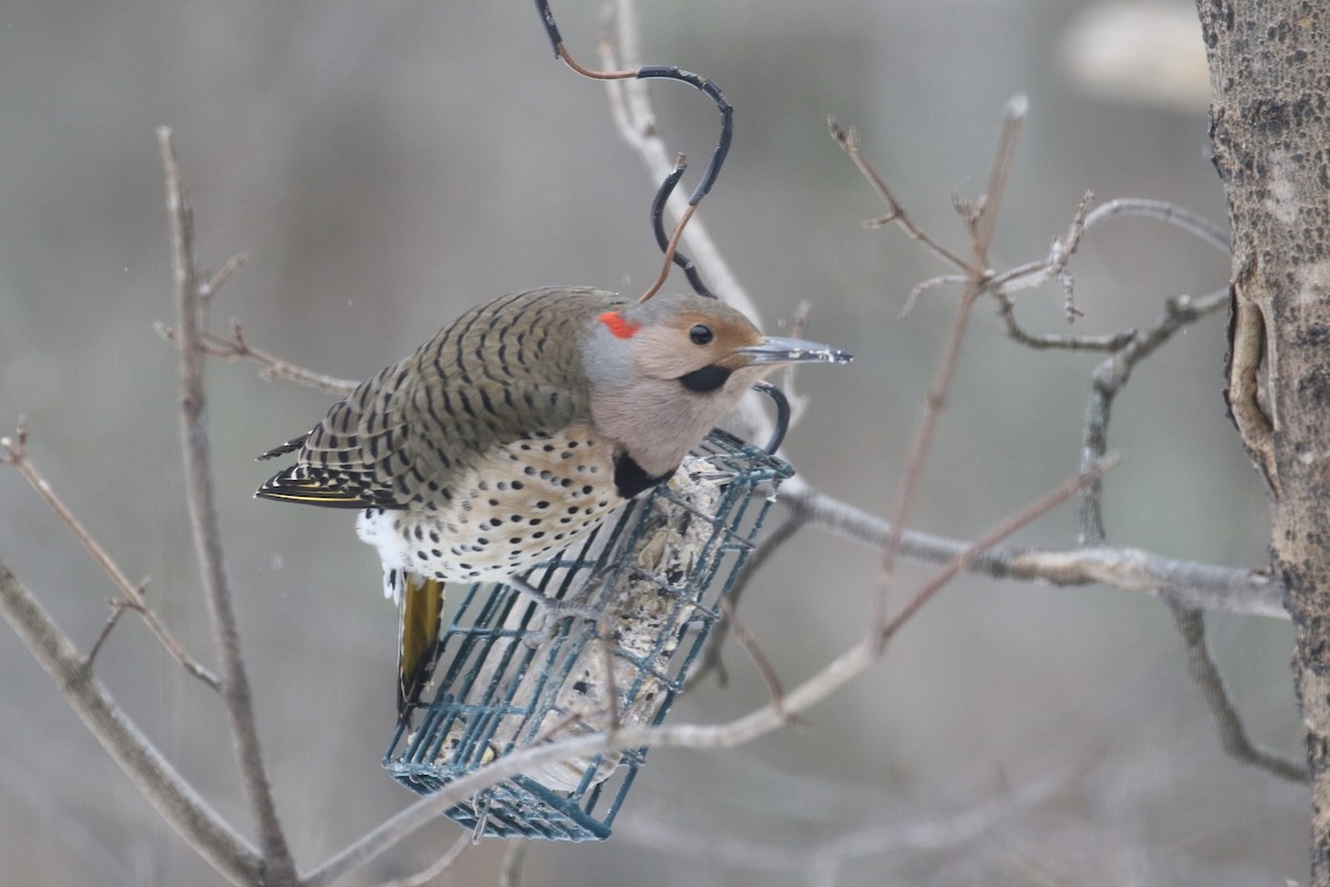 Northern Flicker - Glen Chapman