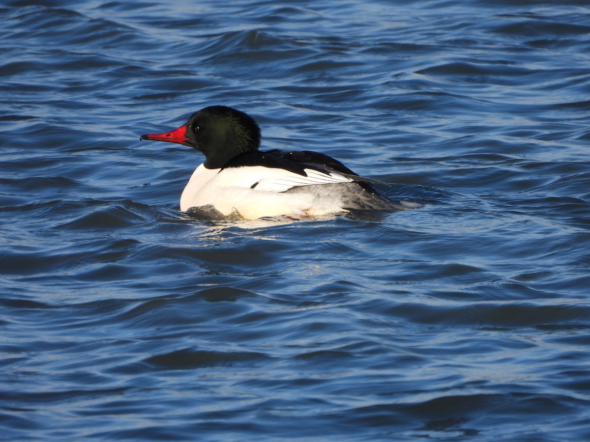 Common Merganser - ML307810781