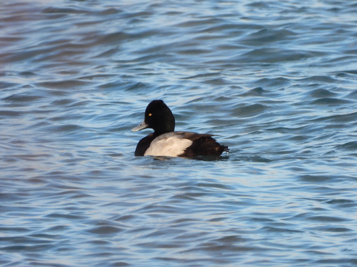 Lesser Scaup - ML307811131