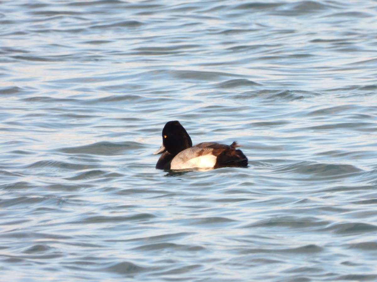 Lesser Scaup - ML307811141