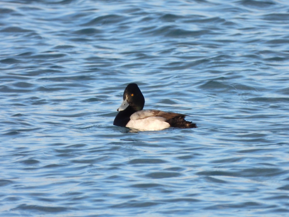 Lesser Scaup - ML307811161