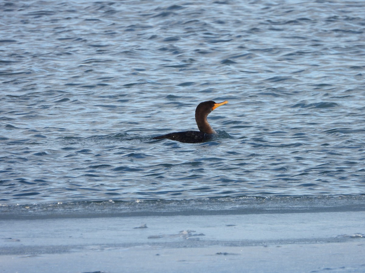 Double-crested Cormorant - ML307811621