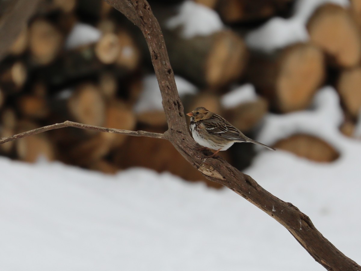 Harris's Sparrow - ML307815081