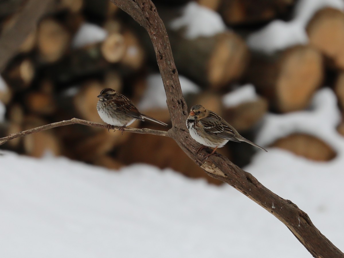 Harris's Sparrow - ML307815181