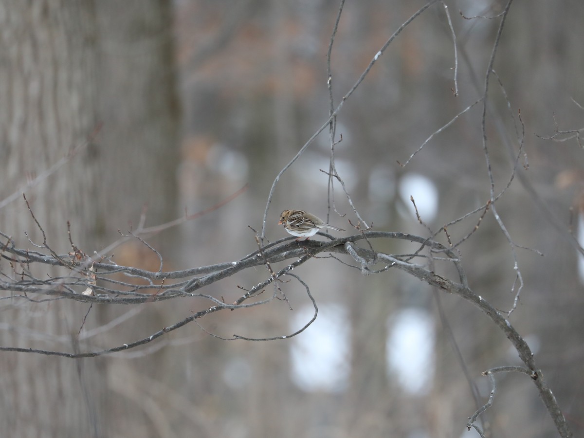 Harris's Sparrow - ML307815421