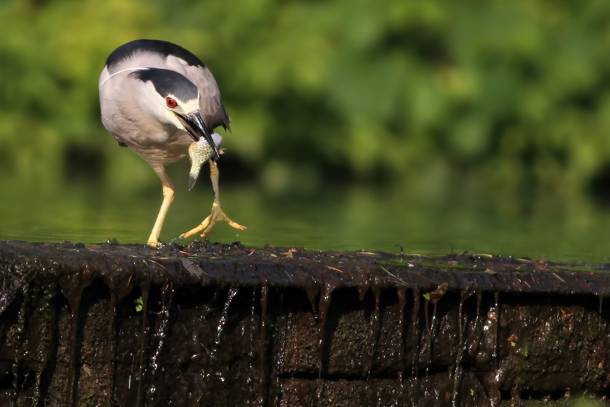 Black-crowned Night Heron - ML30781551