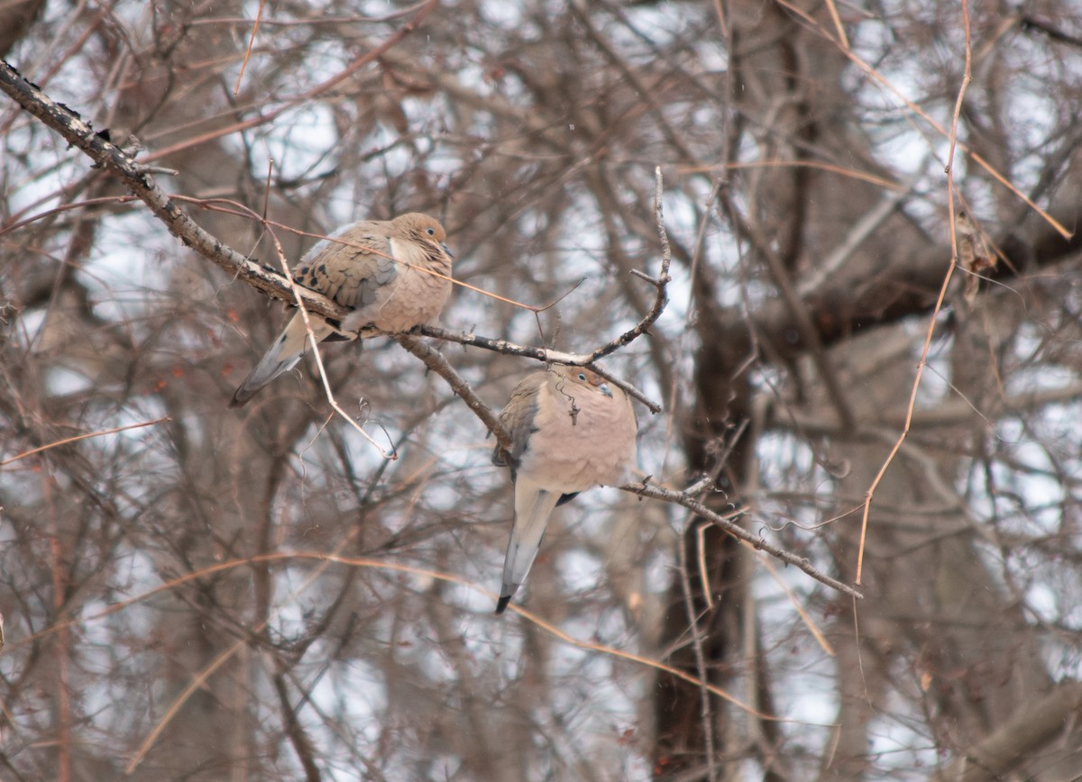 Mourning Dove - ML307817381