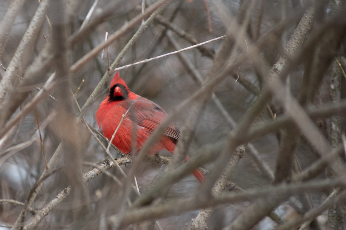 Northern Cardinal - ML307817641