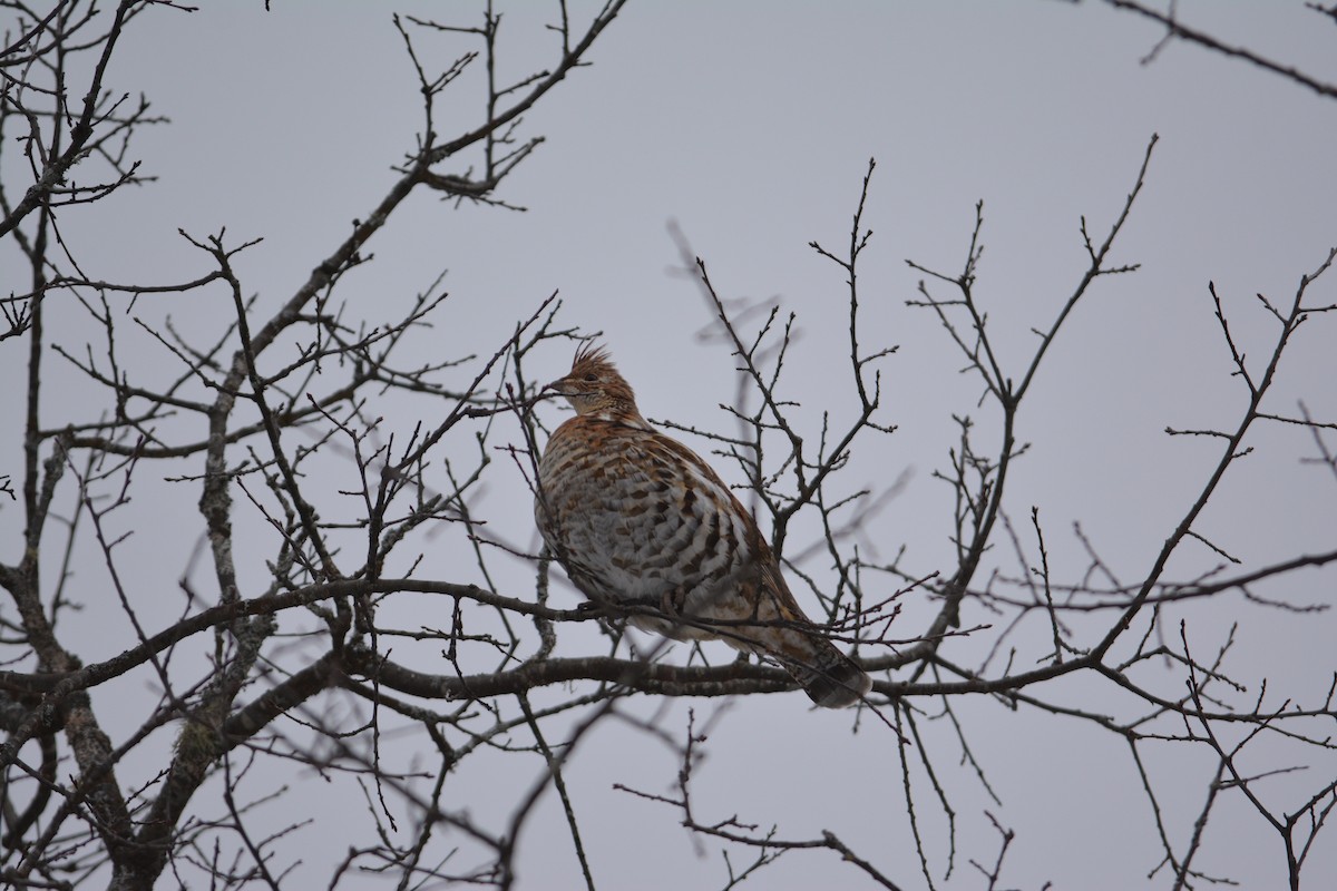 Ruffed Grouse - ML307822351