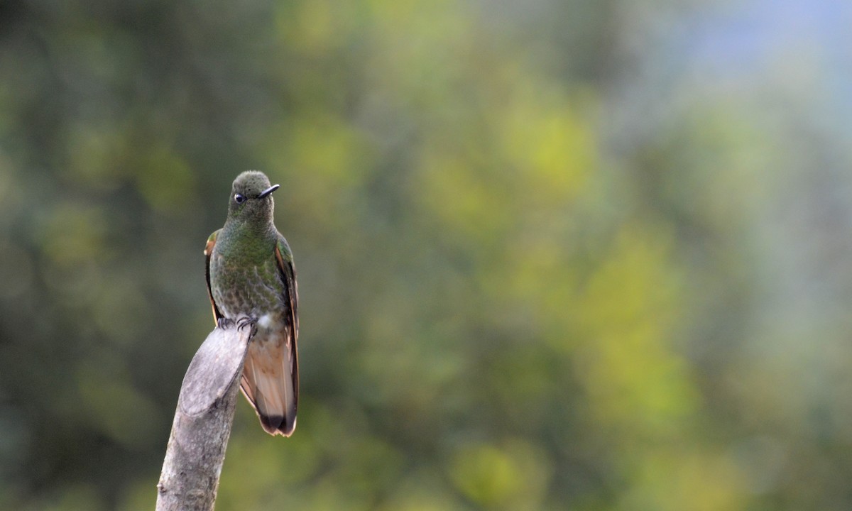 Buff-tailed Coronet - ML30782321