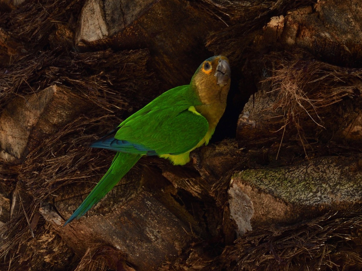 Brown-throated Parakeet - ML307823771