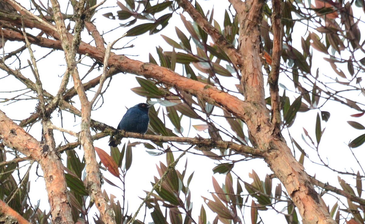 Masked Flowerpiercer - ML30782411