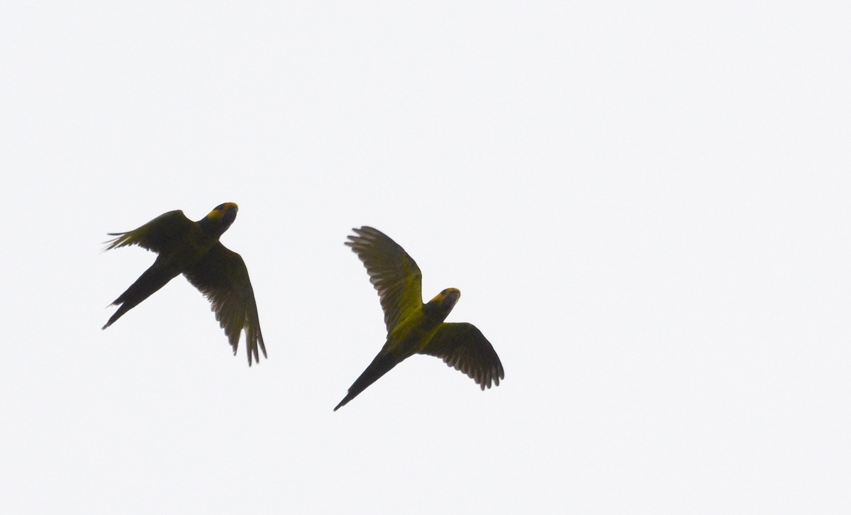 Yellow-eared Parrot - David M. Bell