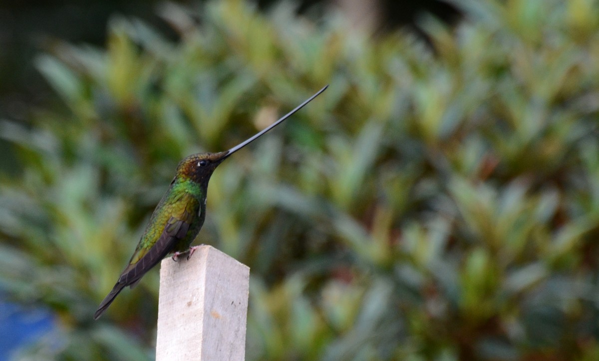 Colibrí Picoespada - ML30782451