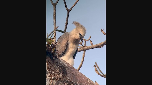 Harpy Eagle - ML307824911