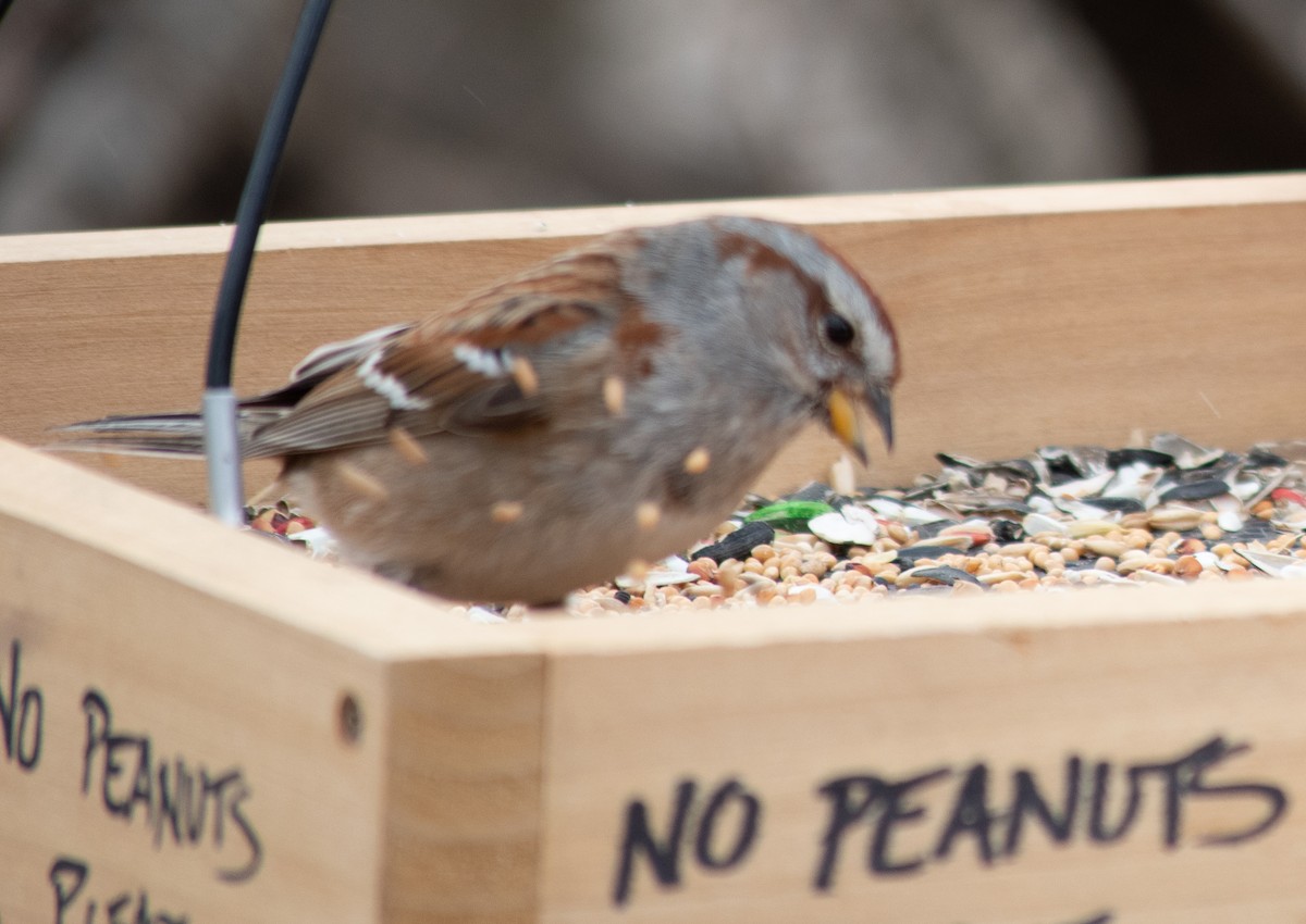 American Tree Sparrow - ML307826951