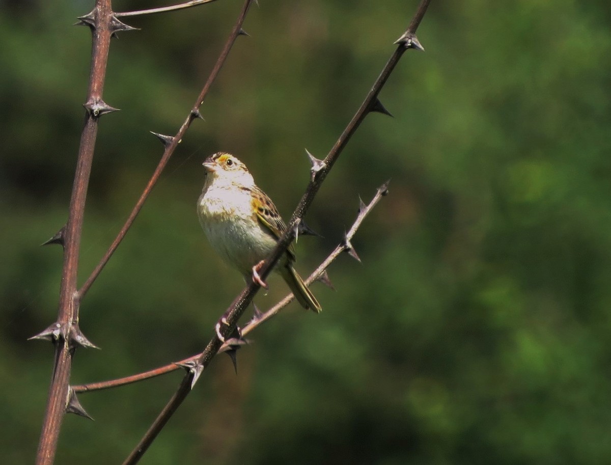 Grasshopper Sparrow - ML30782781