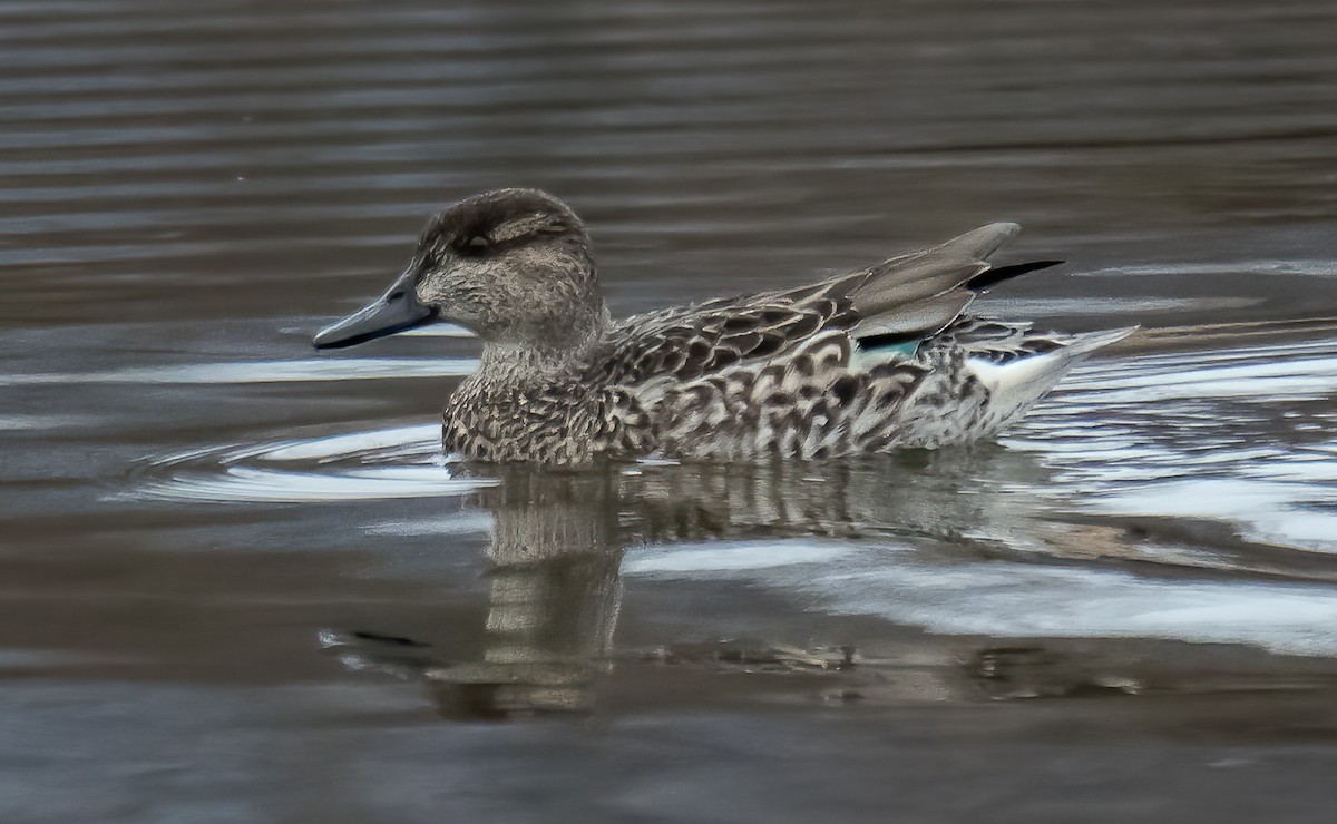 Green-winged Teal - ML307833081