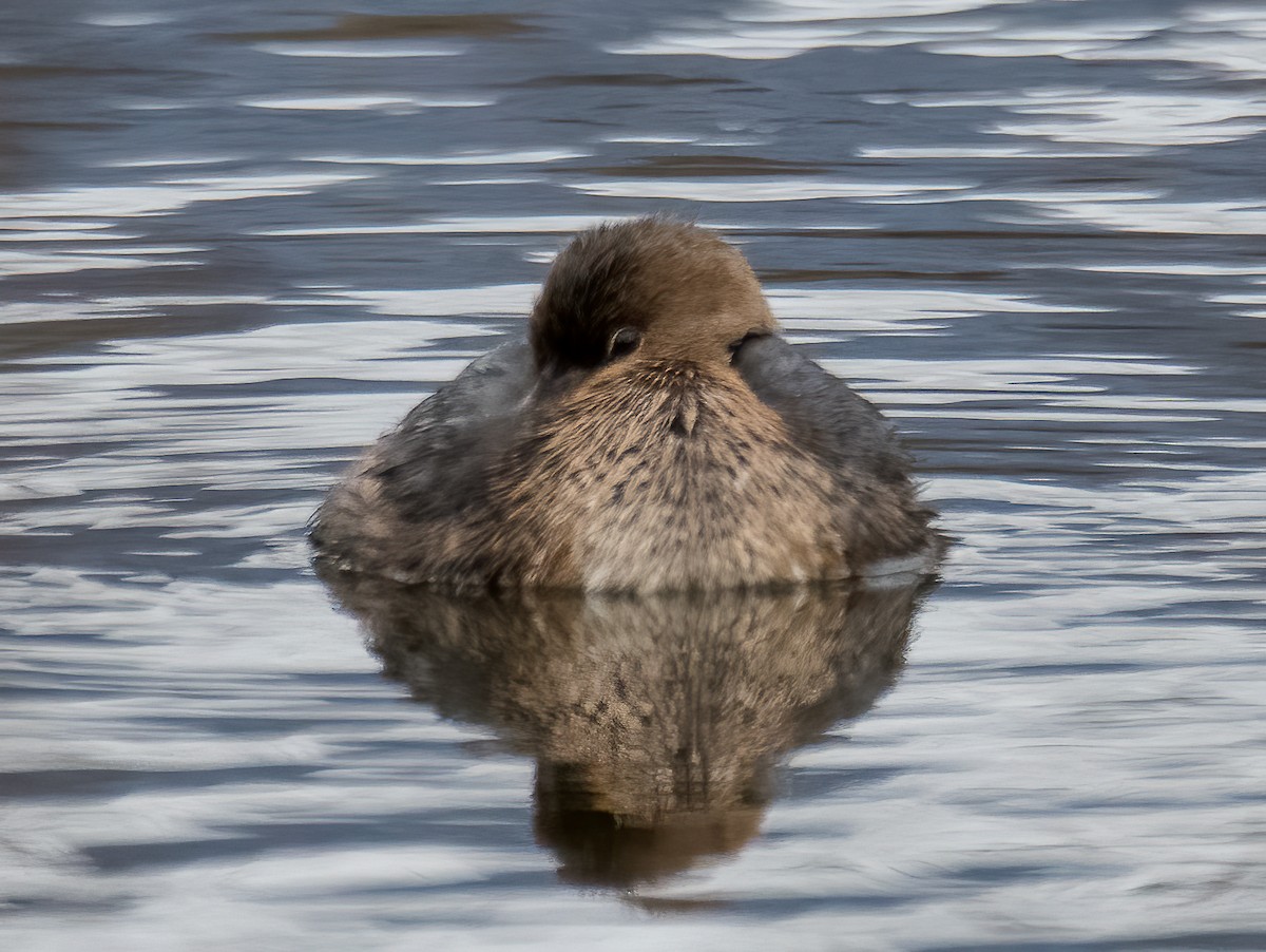 Pied-billed Grebe - ML307833101