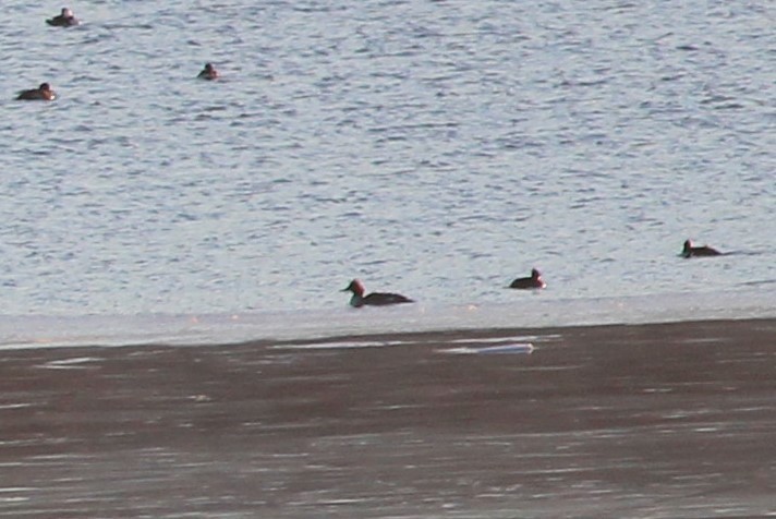 Common Merganser - ML307835531