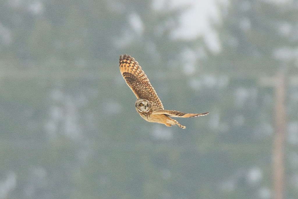 Short-eared Owl - ML307838351