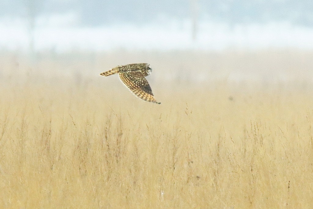 Short-eared Owl - ML307838371