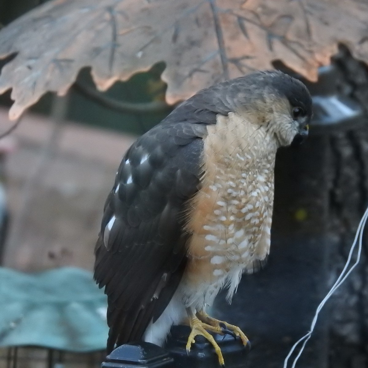 Sharp-shinned Hawk - ML307838711