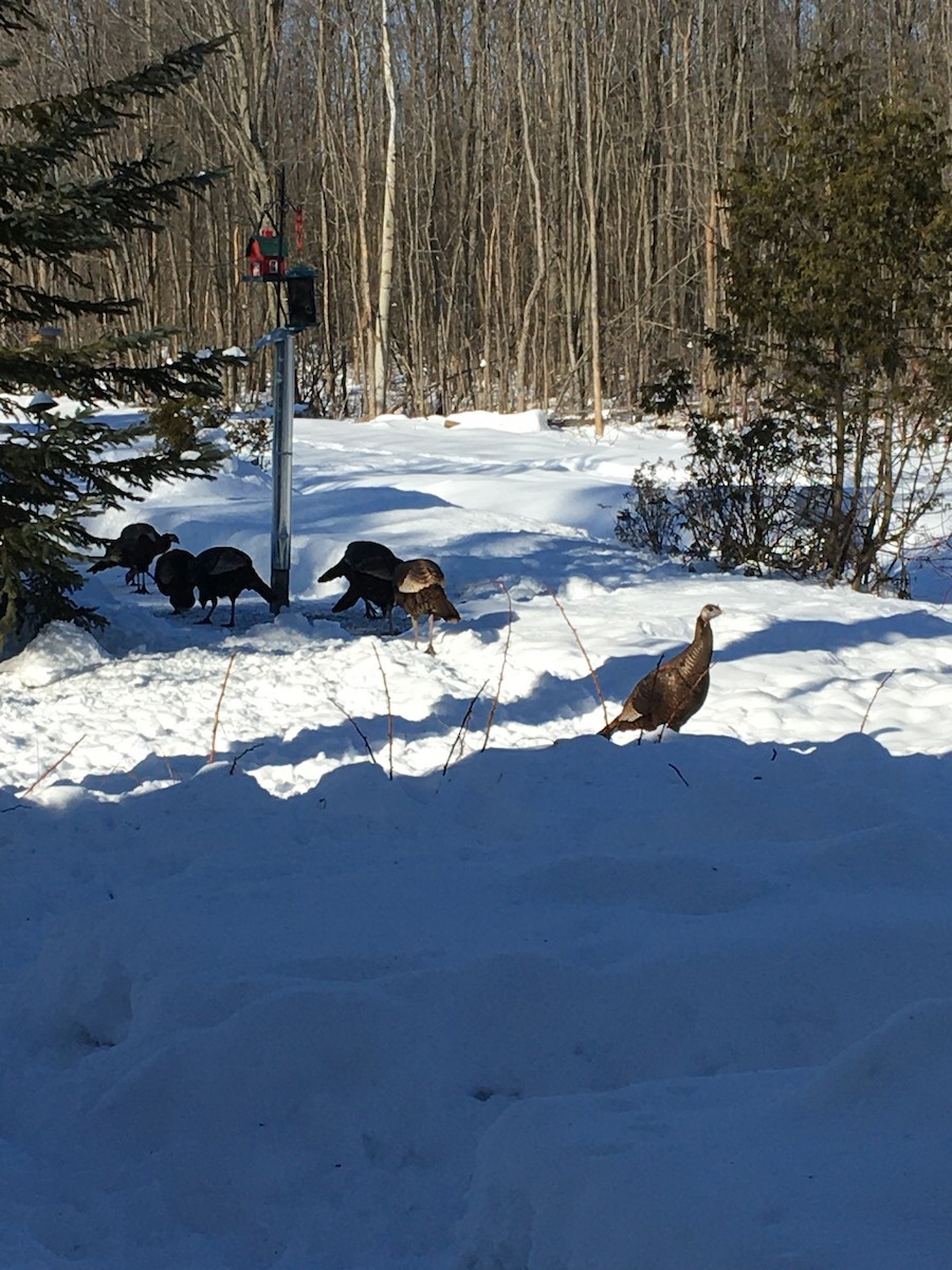 Wild Turkey - ML307839941